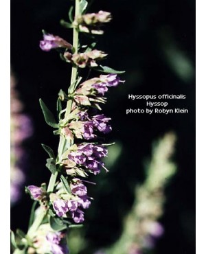 Hyssopus officinalis